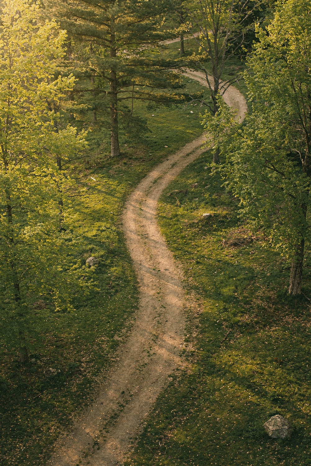 Winding trail through a green park with morning light filtering through trees